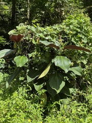 Miconia calvescens