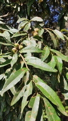 Quercus crassipes