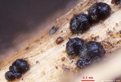 Leptosphaeria doliolum