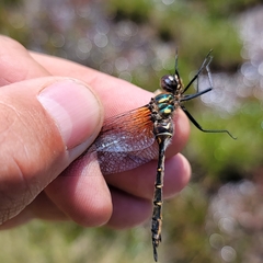 Somatochlora walshii