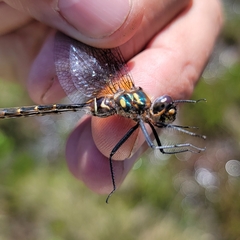 Somatochlora walshii