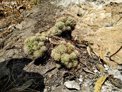 Mammillaria jaliscana
