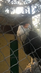 Caracara plancus