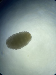 Celticecis spiniformis