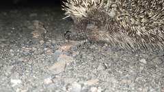 Erinaceus roumanicus