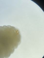 Celticecis spiniformis