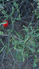 Ibervillea macdougalii