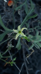 Ibervillea macdougalii