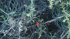 Ibervillea macdougalii