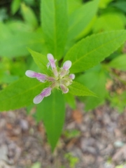 Stachys latidens