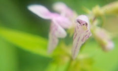 Stachys latidens