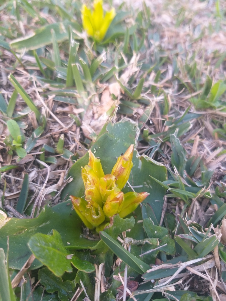 Lachenalia reflexa, 9 Medina Street, Kirstenhof, Cape Town, 7945, South Africa