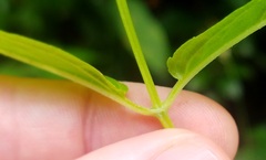 Stachys latidens