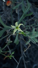 Ibervillea macdougalii