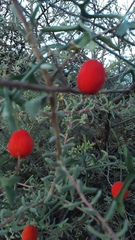 Ibervillea macdougalii