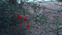 Ibervillea macdougalii