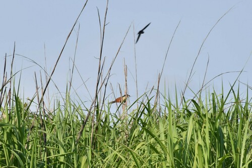 Senegal Coucal