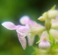 Stachys latidens