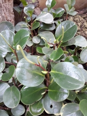 Tetrastigma voinierianum