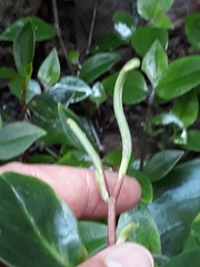 Tetrastigma voinierianum