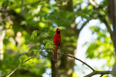 Cardinalis cardinalis cardinalis