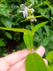 Stachys latidens