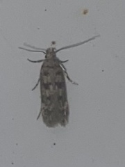 Bryotropha domestica