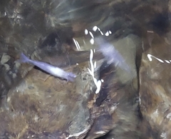 Troglocaris planinensis