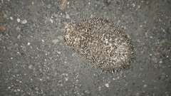 Erinaceus roumanicus