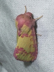 Psectrotarsia suavis