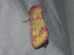 Psectrotarsia suavis