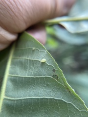 Caryomyia eumaris