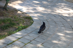 Corvus brachyrhynchos