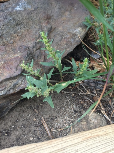 Monolepis nuttalliana iNat (3)