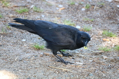 Corvus brachyrhynchos