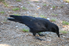 Corvus brachyrhynchos