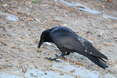 Corvus brachyrhynchos
