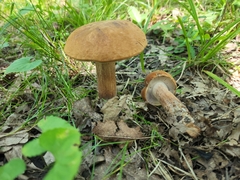Tylopilus tabacinus