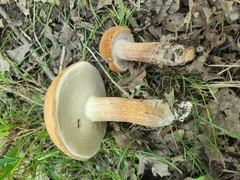Tylopilus tabacinus