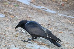 Corvus brachyrhynchos