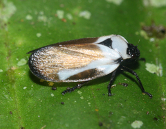 Sphenorhina quadrifera
