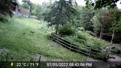 Odocoileus virginianus