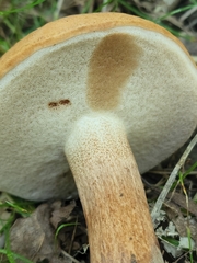 Tylopilus tabacinus