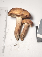 Tylopilus tabacinus