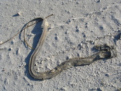 Cubophis cantherigerus