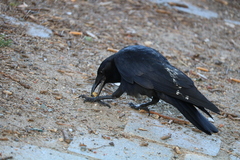 Corvus brachyrhynchos