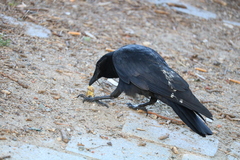 Corvus brachyrhynchos