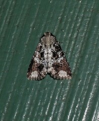 Condica cupentia