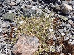 Cerastium arvense strictum