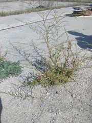 Magnoliopsida